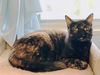Phoebe