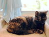 Phoebe