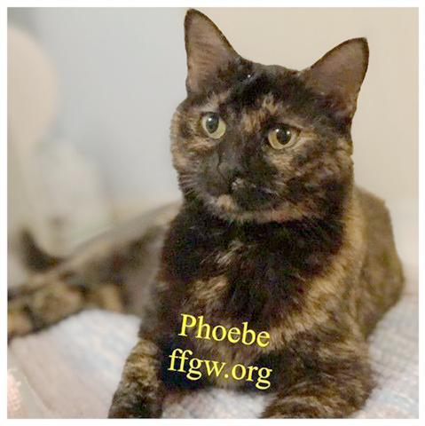 Phoebe
