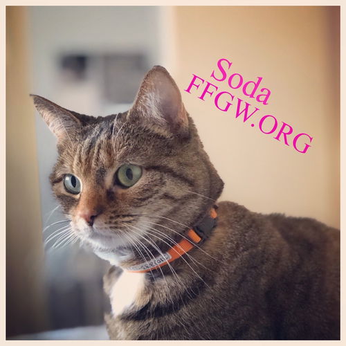 Soda