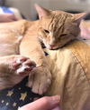 Pekoe