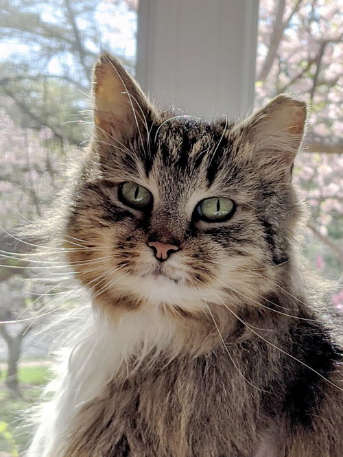Lulu
