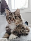 Lulu