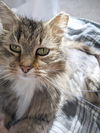 Lulu