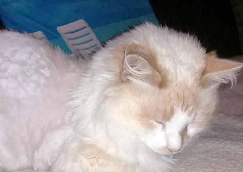 Hugo - SENIOR