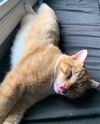 Cheeto