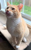 Cheeto
