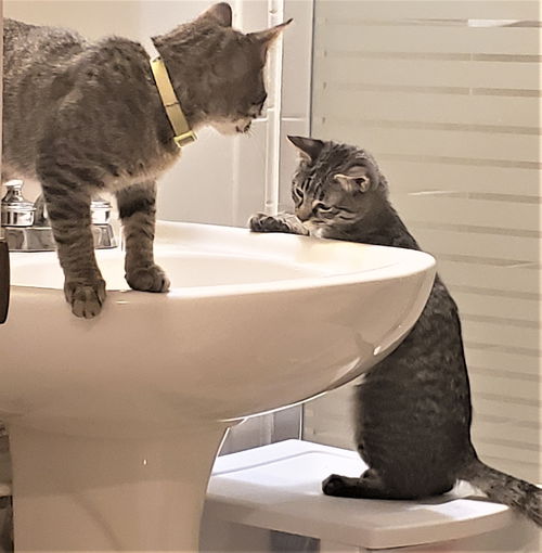 Briar & Fig