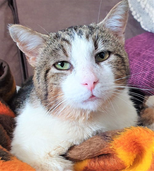 Petey - FIV+