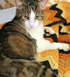 Petey - FIV+