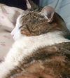 Petey - FIV+