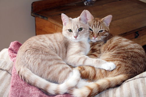 Pippa + Harlow