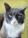 Gregor (FIV+)