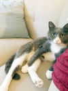 Gregor (FIV+)