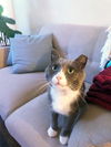 Gregor (FIV+)