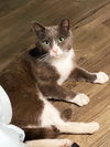 Gregor (FIV+)