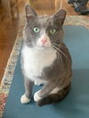 Gregor (FIV+)