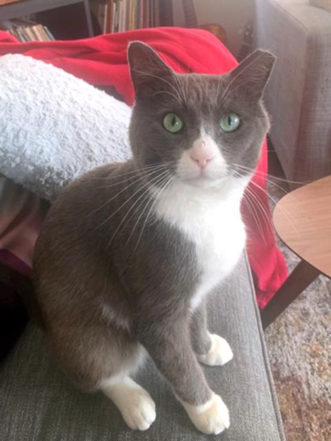 Gregor (FIV+)