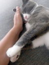Gregor (FIV+)