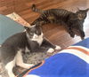 Gregor (FIV+)