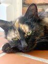 Cleo