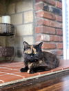 Cleo