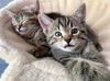 Hershey + Petunia