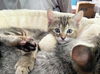 Hershey + Petunia