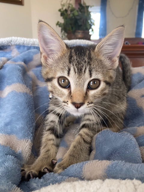 Piper