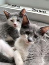 Gray Nose