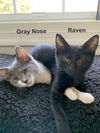 Gray Nose