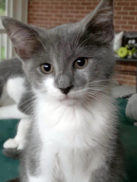 Gray Nose