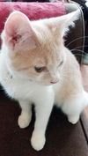 Gideon