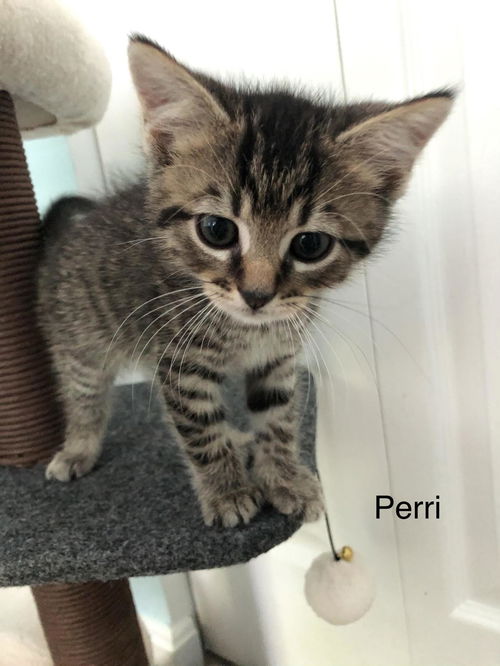 Perri