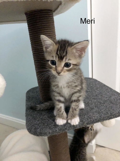 Merri