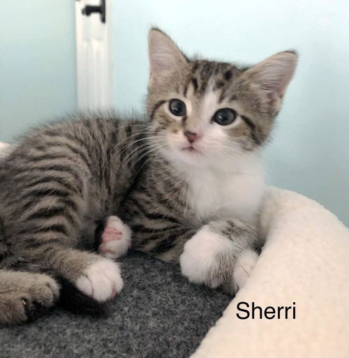 Sherri