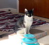 Silena