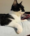 Silena