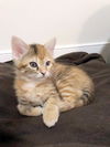 Penny