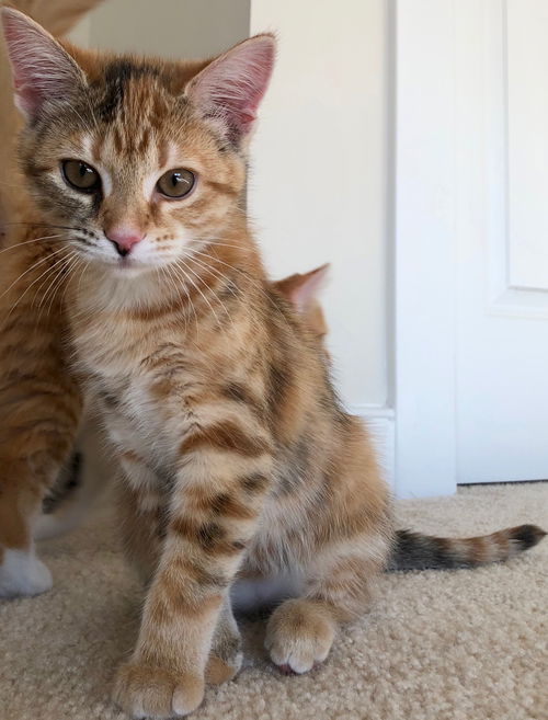 Penny