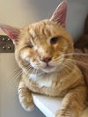 Riddick - FIV+
