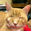 Riddick - FIV+