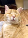 Riddick - FIV+