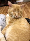 Riddick - FIV+