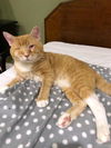 Riddick - FIV+