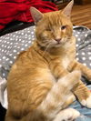 Riddick - FIV+