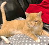Riddick - FIV+