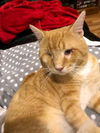 Riddick - FIV+