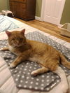 Riddick - FIV+