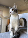 Mishu